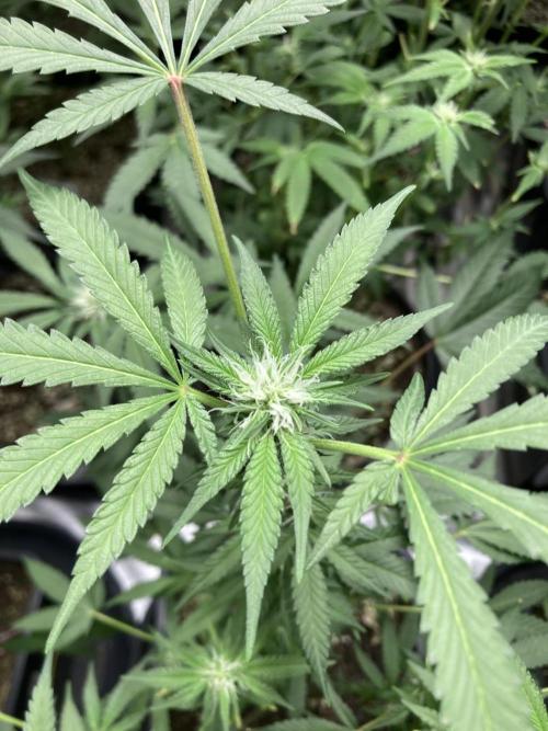 BlackCherry Punch (In House Genetics). Week 12