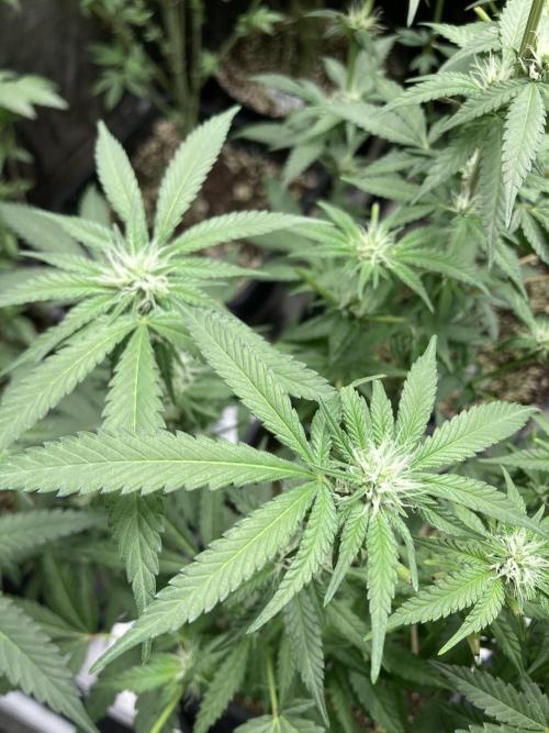 BlackCherry Punch (In House Genetics). Week 12