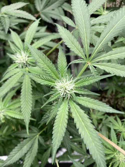 BlackCherry Punch (In House Genetics). Week 12