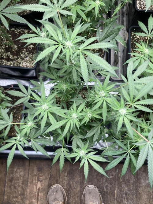BlackCherry Punch (In House Genetics). Week 12