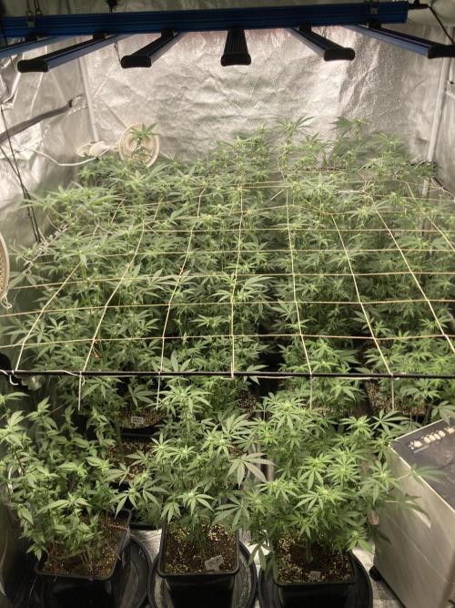 BlackCherry Punch (In House Genetics). Week 12