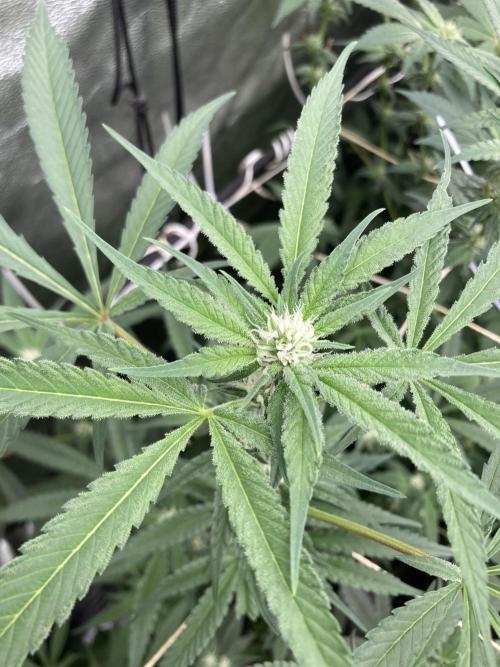 Atomic Jelly (In House Genetics). Week 12