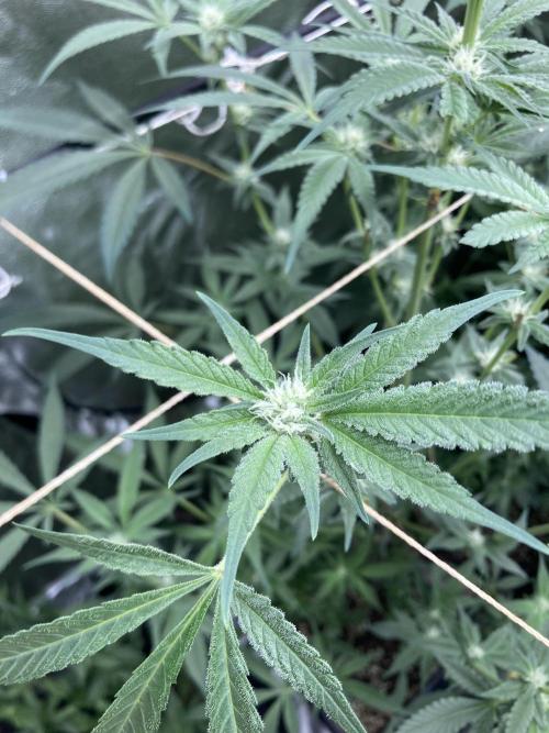 Atomic Jelly (In House Genetics). Week 12