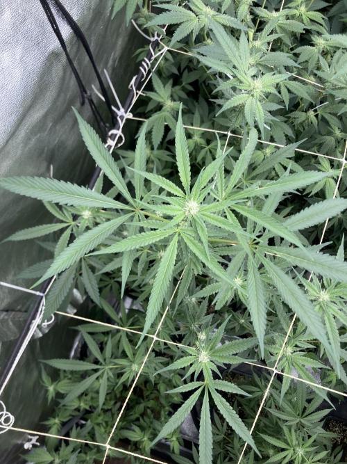 Atomic Jelly (In House Genetics). Week 12