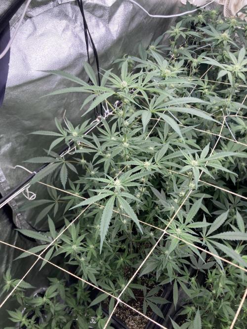 Atomic Jelly (In House Genetics). Week 12
