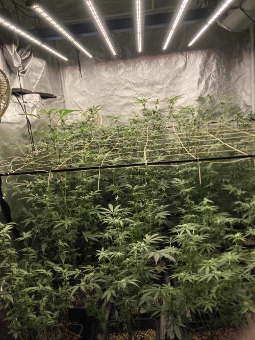 Atomic Jelly (In House Genetics). Week 12