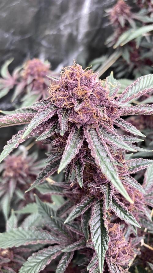 CN#6 Pora’s Purple Clones (Relentless). Week 9