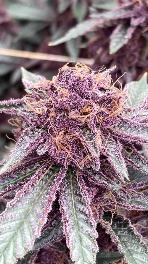 CN#6 Pora’s Purple Clones (Relentless). Week 9