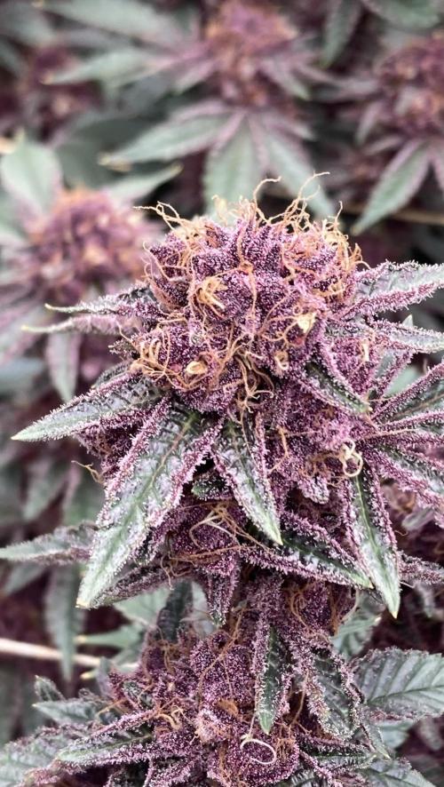 CN#6 Pora’s Purple Clones (Relentless). Week 9