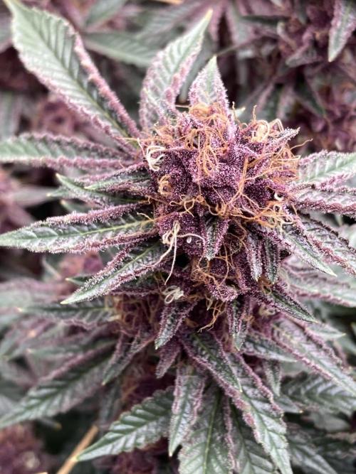 CN#6 Pora’s Purple Clones (Relentless). Week 9