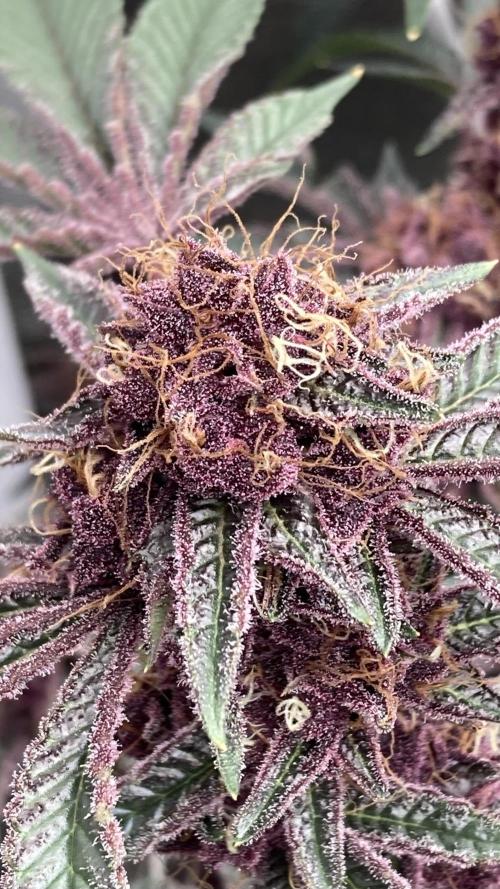 CN#6 Pora’s Purple Clones (Relentless). Week 9