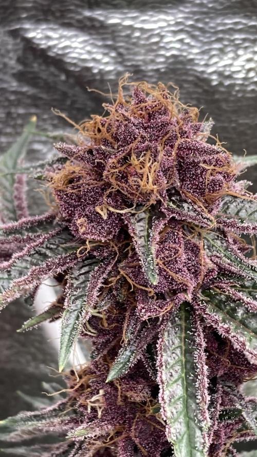 CN#6 Pora’s Purple Clones (Relentless). Week 9