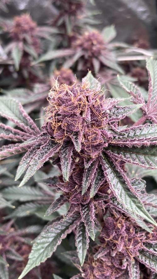 CN#6 Pora’s Purple Clones (Relentless). Week 9