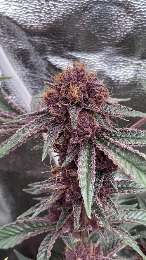 CN#6 Pora’s Purple Clones (Relentless). Week 9