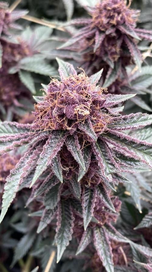 CN#6 Pora’s Purple Clones (Relentless). Week 9