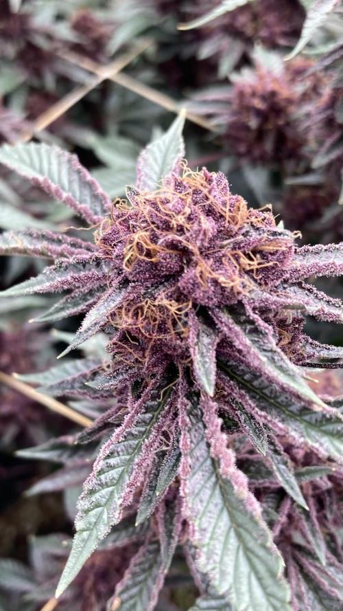 CN#6 Pora’s Purple Clones (Relentless). Week 9