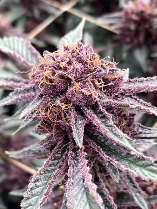 CN#6 Pora’s Purple Clones (Relentless). Week 9