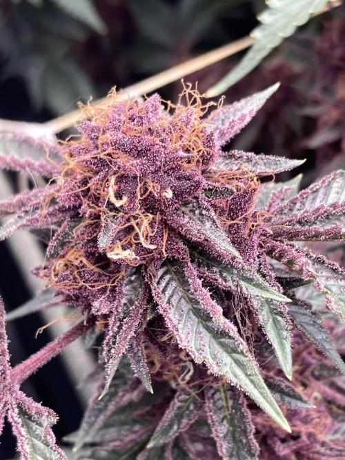 CN#6 Pora’s Purple Clones (Relentless). Week 9