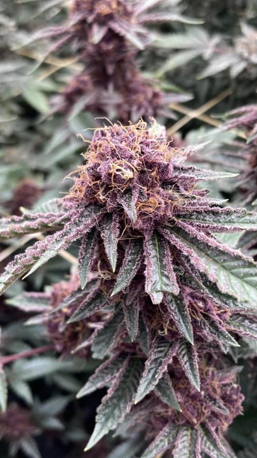 CN#6 Pora’s Purple Clones (Relentless). Week 9