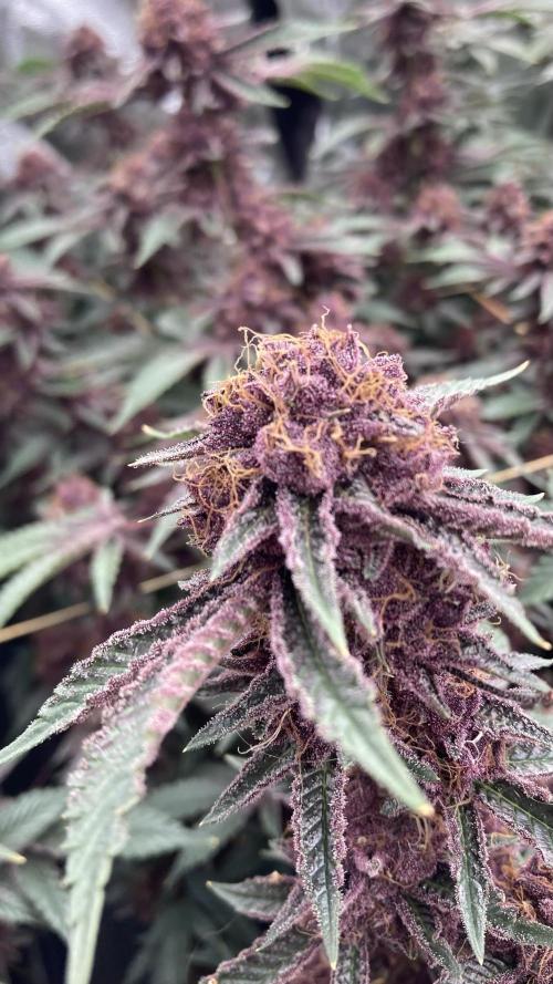 CN#6 Pora’s Purple Clones (Relentless). Week 9