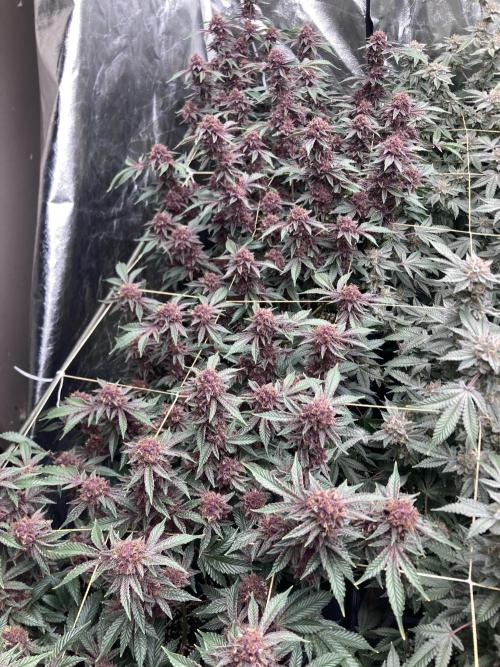 CN#6 Pora’s Purple Clones (Relentless). Week 9