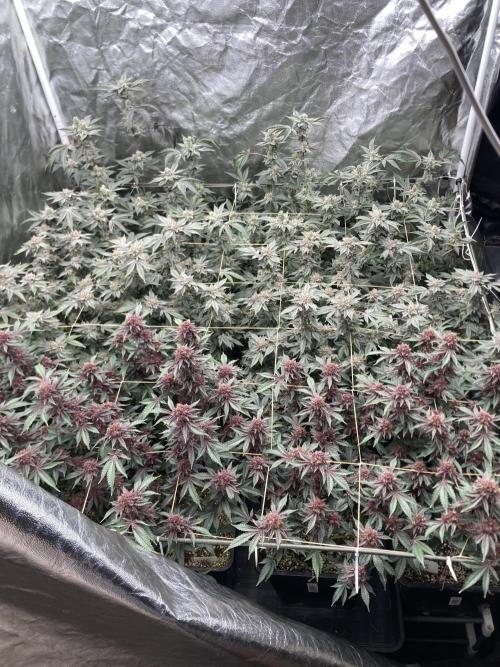 CN#6 Pora’s Purple Clones (Relentless). Week 9
