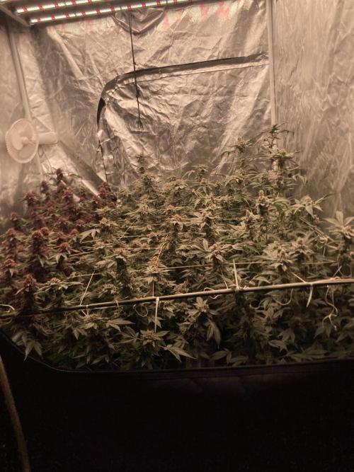 Colorado Nightshifter. Week 9
