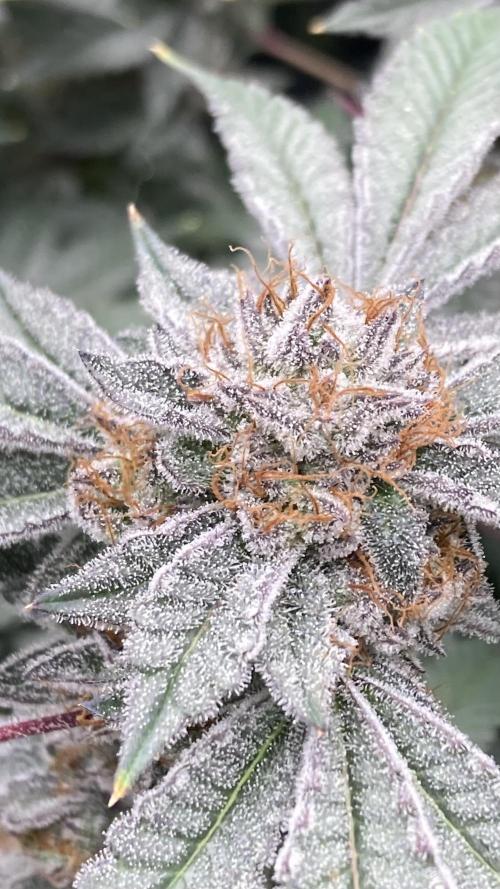 CN#2 Clones (Relentless Genetics). Week 9