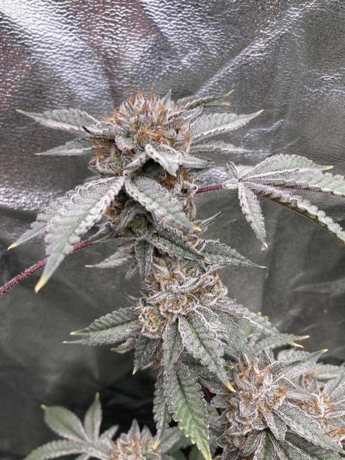 CN#2 Clones (Relentless Genetics). Week 9
