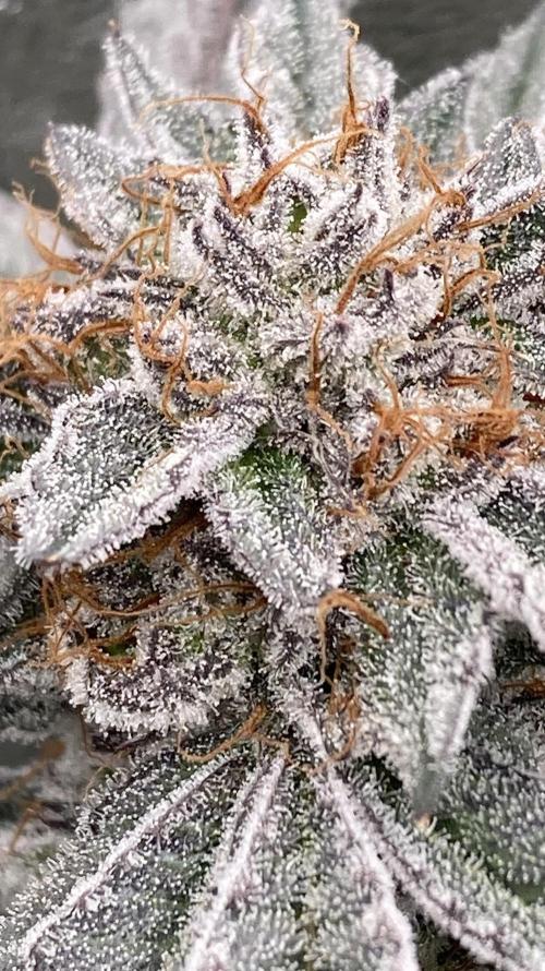 CN#2 Clones (Relentless Genetics). Week 9