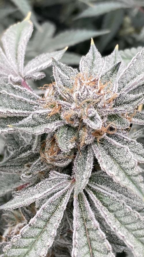 CN#2 Clones (Relentless Genetics). Week 9