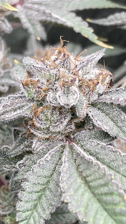 CN#2 Clones (Relentless Genetics). Week 9