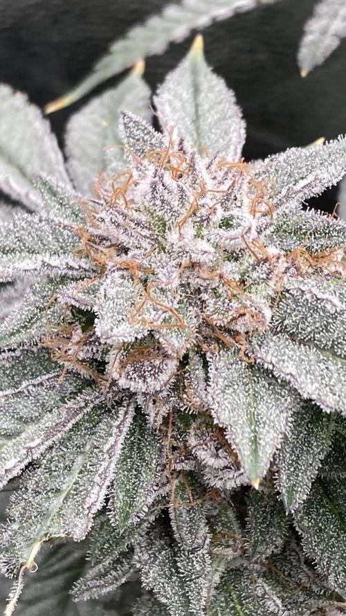 CN#2 Clones (Relentless Genetics). Week 9