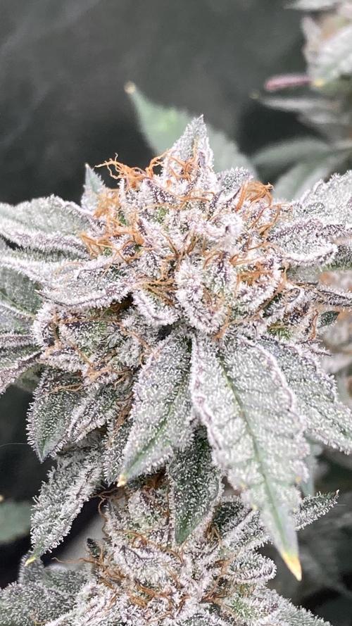 CN#2 Clones (Relentless Genetics). Week 9