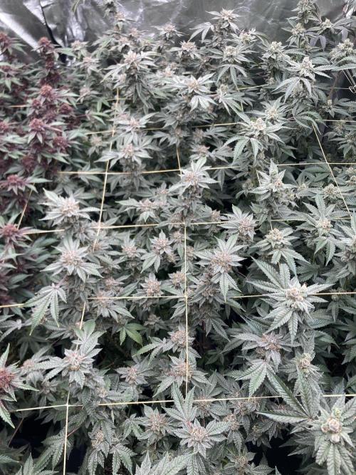 CN#2 Clones (Relentless Genetics). Week 9