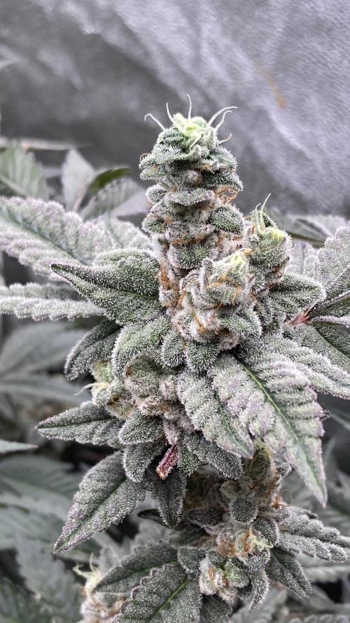 Gas Cream Runtz Clones (LIT Farms). Week 9