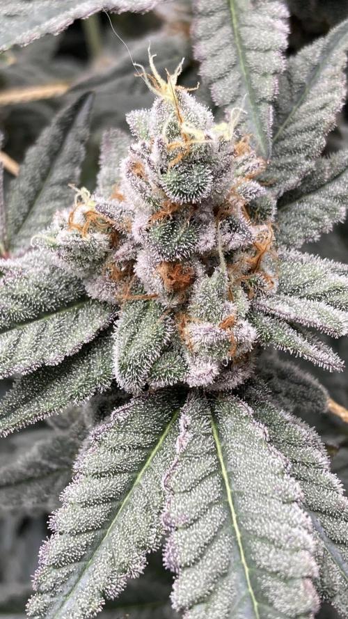 Gas Cream Runtz Clones (LIT Farms). Week 9