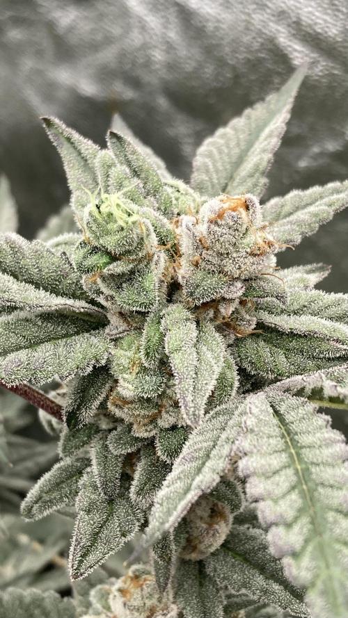 Gas Cream Runtz Clones (LIT Farms). Week 9