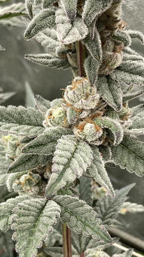 Gas Cream Runtz Clones (LIT Farms). Week 9