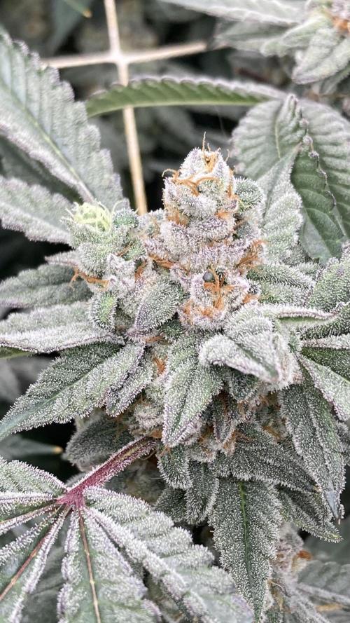 Gas Cream Runtz Clones (LIT Farms). Week 9