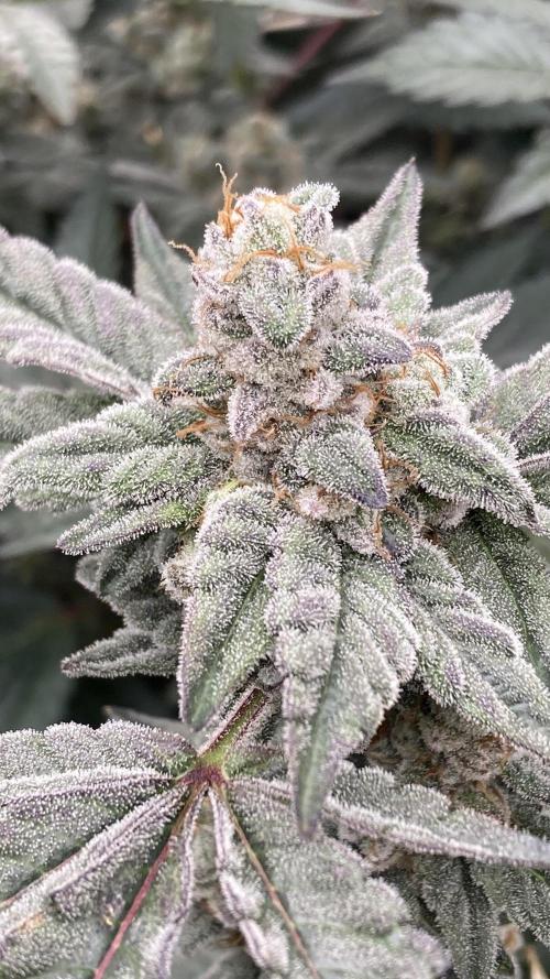 Gas Cream Runtz Clones (LIT Farms). Week 9