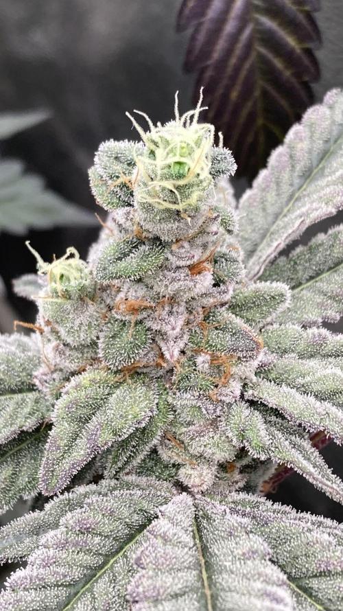 Gas Cream Runtz Clones (LIT Farms). Week 9