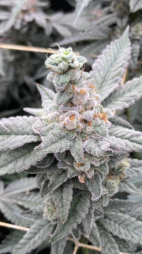 Gas Cream Runtz Clones (LIT Farms). Week 9