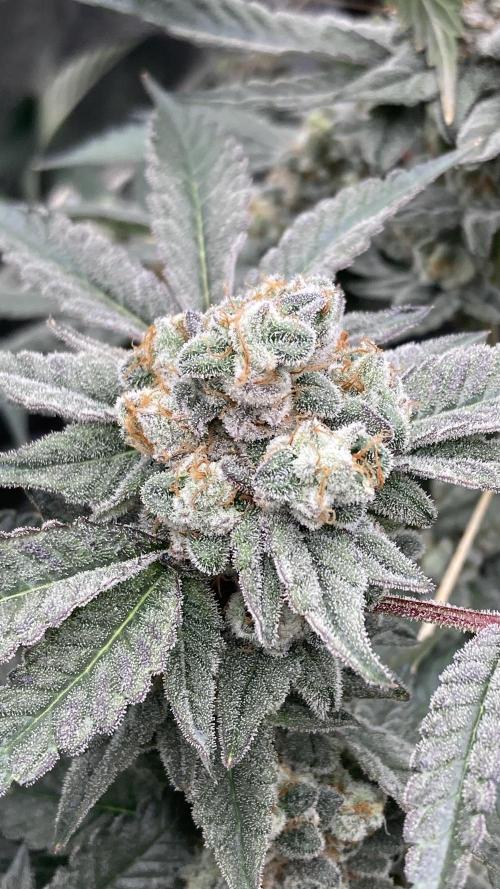 Gas Cream Runtz Clones (LIT Farms). Week 9