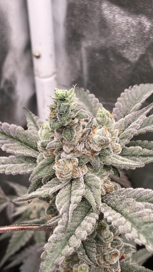 Gas Cream Runtz Clones (LIT Farms). Week 9