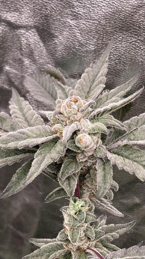Gas Cream Runtz Clones (LIT Farms). Week 9