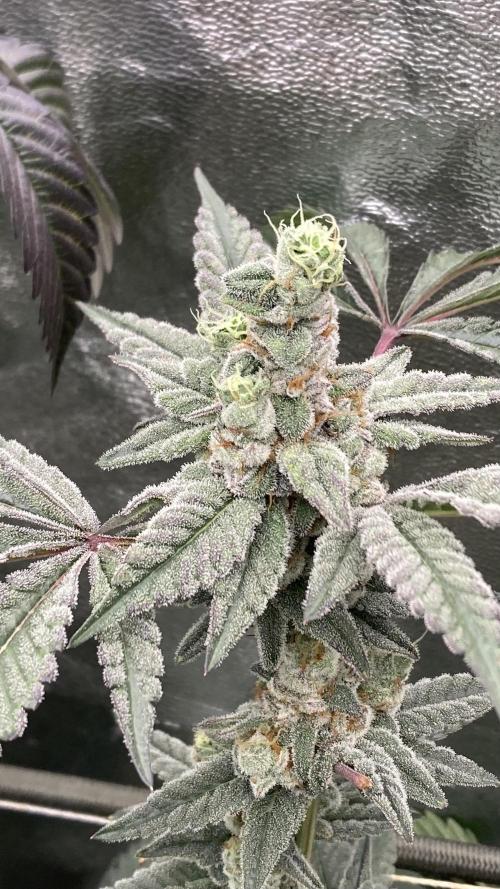 Gas Cream Runtz Clones (LIT Farms). Week 9