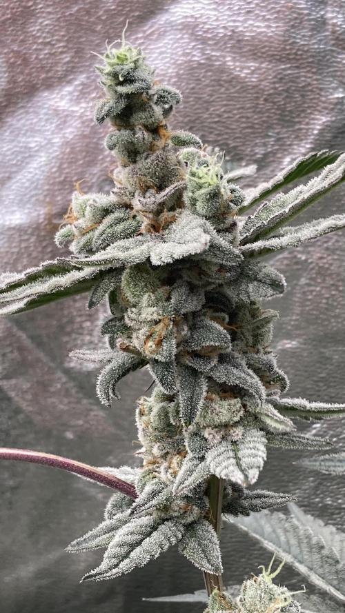Gas Cream Runtz Clones (LIT Farms). Week 9