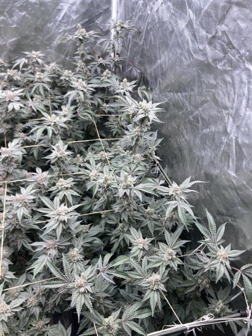 Gas Cream Runtz Clones (LIT Farms). Week 9