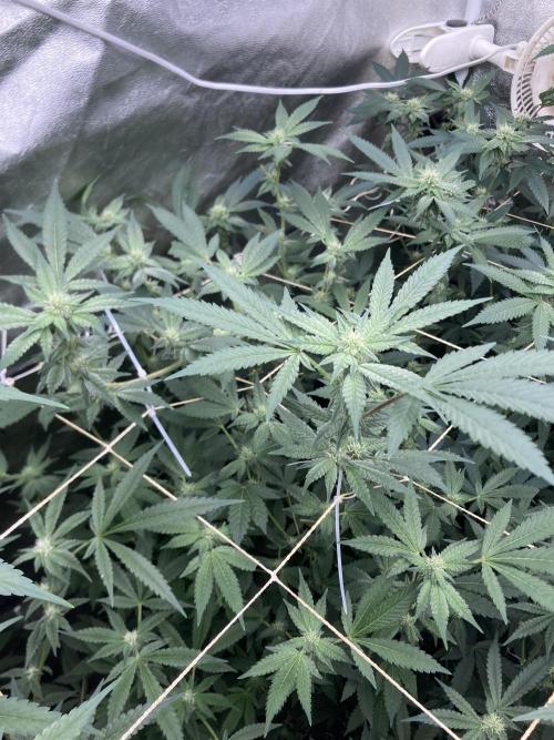 Rainbow Marker Clones (Lit Farms). Week 5